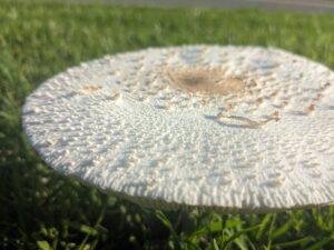 close up of a large white mushroom with a slightly rough top surface