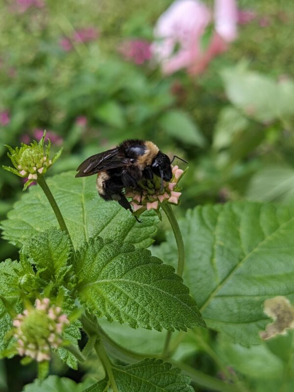 a bumblebee is resting on a flower